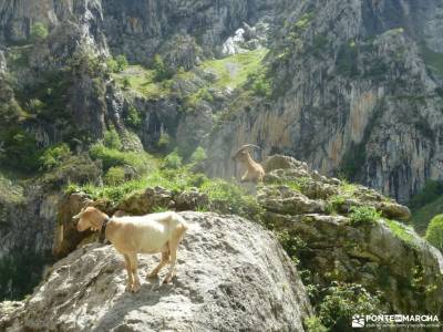 Ruta Cares-Picos de Europa; el camino del agua valle de las batuecas sierra norte de guadalajara